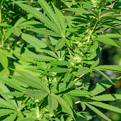 Hanfpflanze, Cannabis sativa