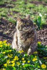 Naklejka na ściany i meble Fluffy cat playing in garden. Portrait of fluffy cat in garden. Cat and spring