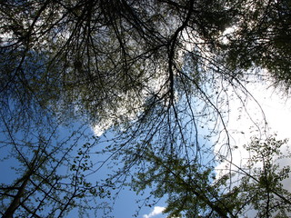 ciel au travers des arbres