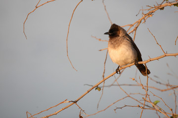 Graubülbül / Black-eyed bulbul - Dark-capped bulbul / Pycnonotus barbatus