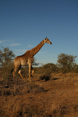 Obraz premium Giraffe / Giraffe / Giraffa Camelopardalis