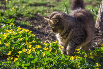 Naklejka na ściany i meble Gray fluffy cat in flowers. Cat spring garden