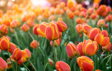Colorful tulips flower field.