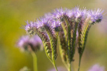 Nahaufnahme einer violetten Phacelia Blüte