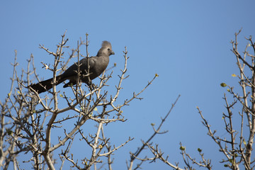 Graulärmvogel / Grey Lourie / Corythaixoides concolor