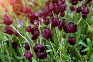 Dark purple or black tulips.
