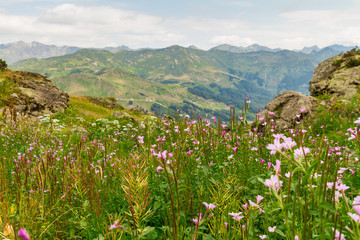 flowers in the mountains