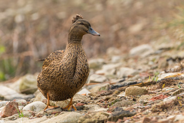 A Mallard Female Duck in Search for Food