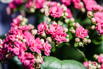 small pink flowers on dark background