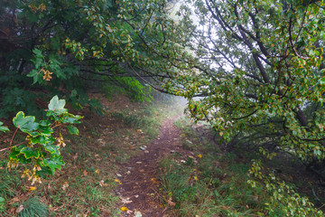 path in the forest