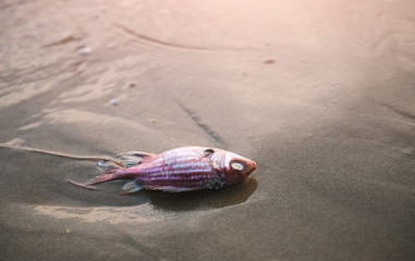 Death fish on the beach.