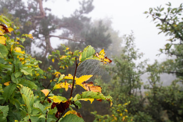 autumn leaves on tree