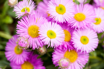 Obraz premium Mexican fleabane or Erigeron karvinskianus in flower. Pink with yellow heart in the daisy family (Asteraceae)