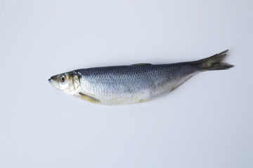 fresh herring isolated on white background with copy space for text. Flat lay. Top view.