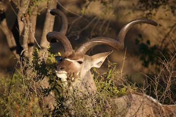 Großer Kudu / Greater Kudu / Tragelaphus strepsiceros.