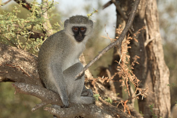 Grüne Meerkatze / Vervet Monkey / Cercopithecus aethiops .