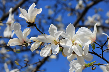 the riot of spring flowering magnolias