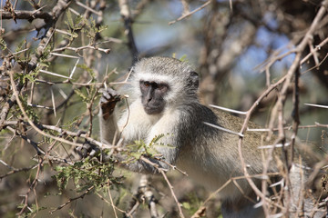 Grüne Meerkatze / Vervet Monkey / Cercopithecus aethiops .