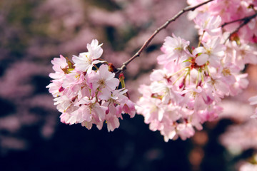 Kirschblüten