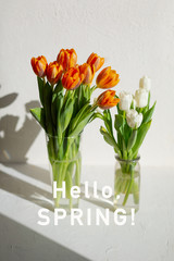 Two vases with spring orange and white tulips