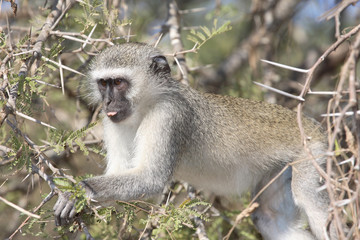 Grüne Meerkatze / Vervet Monkey / Cercopithecus aethiops .