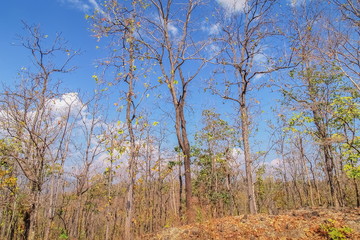view of dry trees on side road with blue sky background, Mae Ya Waterfall, Ban Luang, Chom Thong District, Chiang Mai, northern of Thailand.