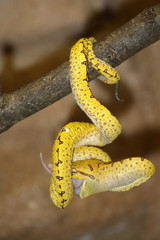 Grüner Baumpython / Green Tree Python / Morelia viridis.