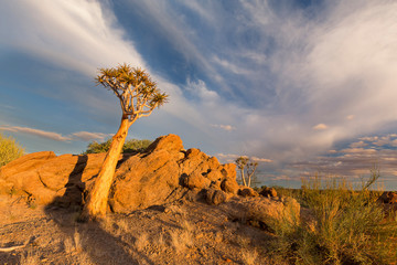 Landscape of a Quiver Tree with blue sky and thin clouds in dry desert