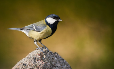 Close-up of a great-tit perched on a rock (Parus major)