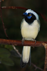 Grünhäher oder Inkahäher / Green Jay / Cyanocorax yncas.