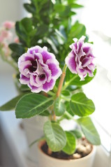 домашние цветы