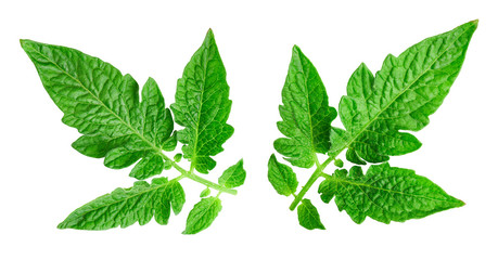 Tomato leaf isolated on white