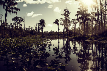 dark swamp 4