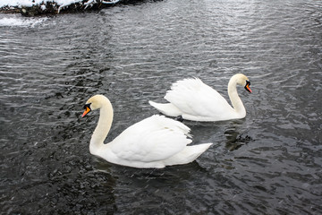 Swans