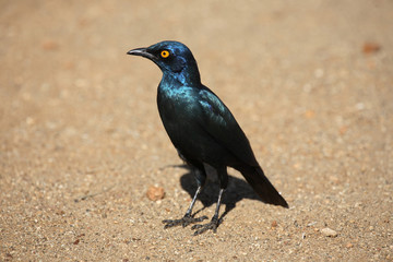 Grünschwanz-Glanzstar / Greater blue-eared glossy starling / Lamprotornis chalybaeus.