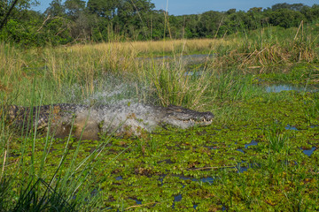 Crocodile running in to the water in River Nile in Uganda, Africa
