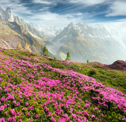 Fototapeta na wymiar Alpine rhododendrons on the mountain fields of Chamonix