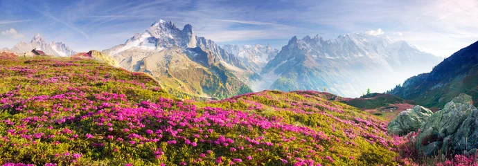 Poster Alpine rododendrons op de bergvelden van Chamonix © panaramka