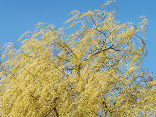 (Salix babylonica) Babylon willow or Weeping willow in the colors of spring