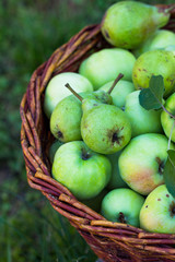 Apple harvest. Ripe green apples in the basket on the green grass.