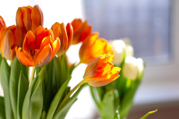 Two vases of spring tulips on the table