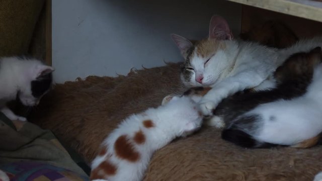 chatons et leur m&egrave;re
