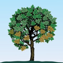 Vector image of a tree with green foliage.
