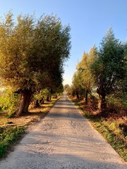 Obraz premium Langer Weg mit Abendsonne und Weiden