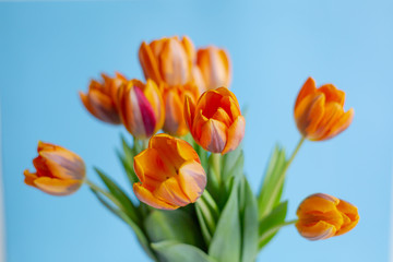 Spring orange tulips in a vase on blue background