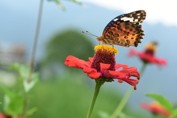 Chinese Tibet Gesang flower