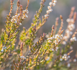 Calluna vulgaris , heather, evergreen shrub on wooden background closeup.