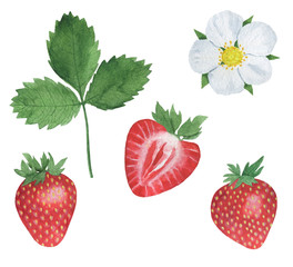 Strawberry berry watercolor illustrations set summer botanical spring decoration design greeting card