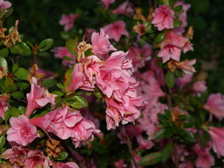 Azalée Azalea