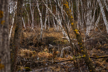 birch groves and marshes. Russian landscape